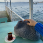 TEDDY Gri